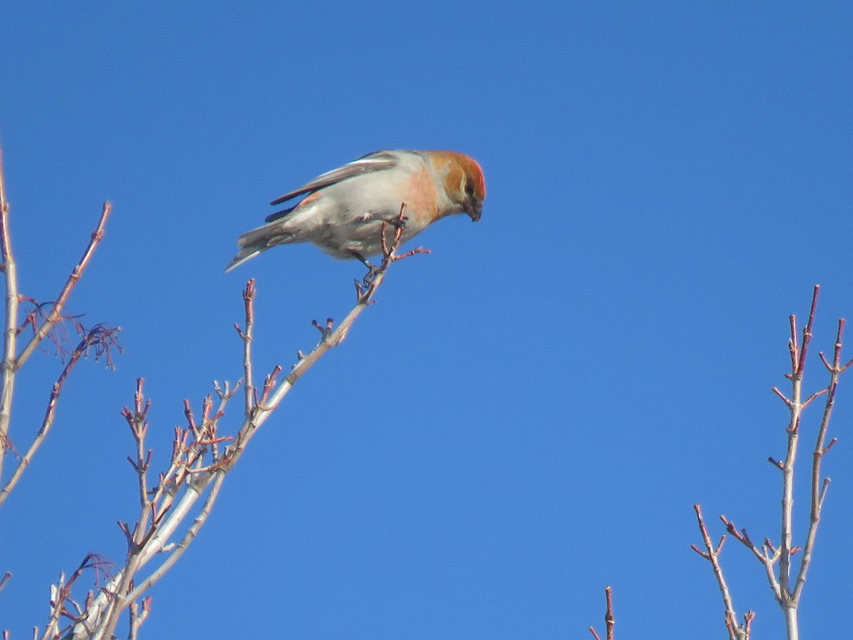 Pine Grosbeak - ML651542053