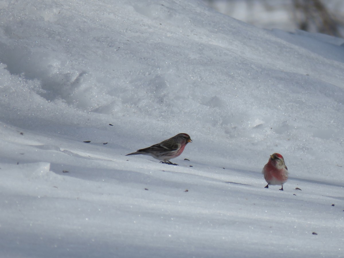 Redpoll - ML651542067