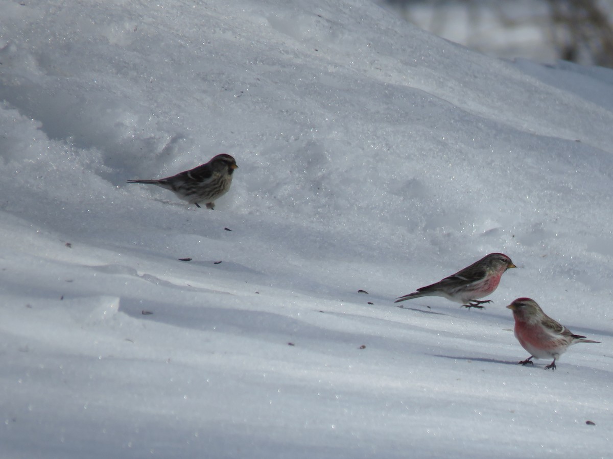 Redpoll - ML651542068