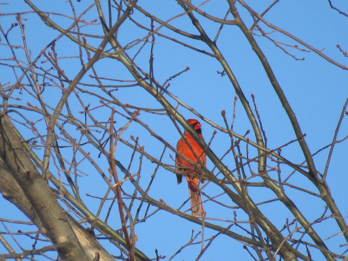 Northern Cardinal - ML651542152