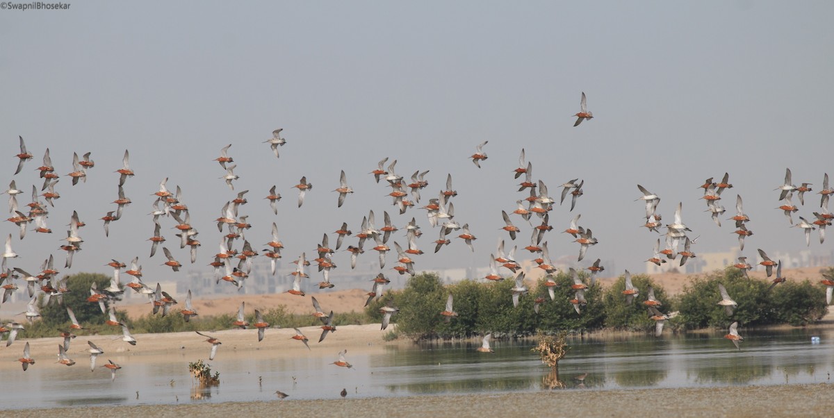 Bar-tailed Godwit - Swapnil Bhosekar