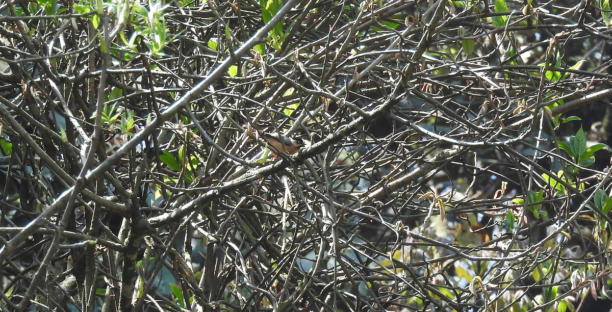Black-browed Tit (Rufous-fronted) - ML651542333