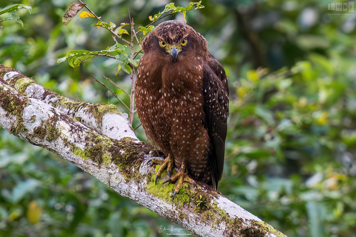 Philippine Serpent-Eagle - ML651542743