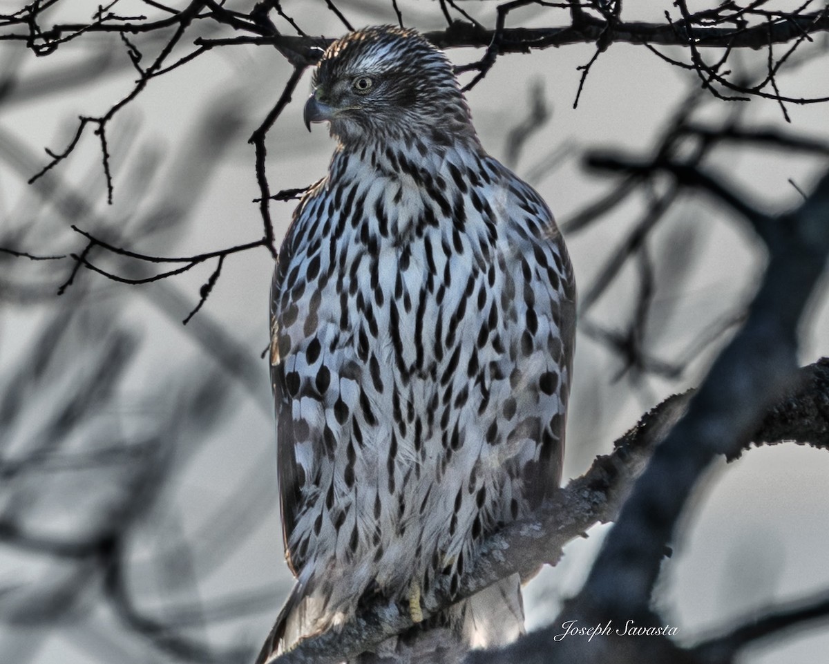 American Goshawk - ML651542860