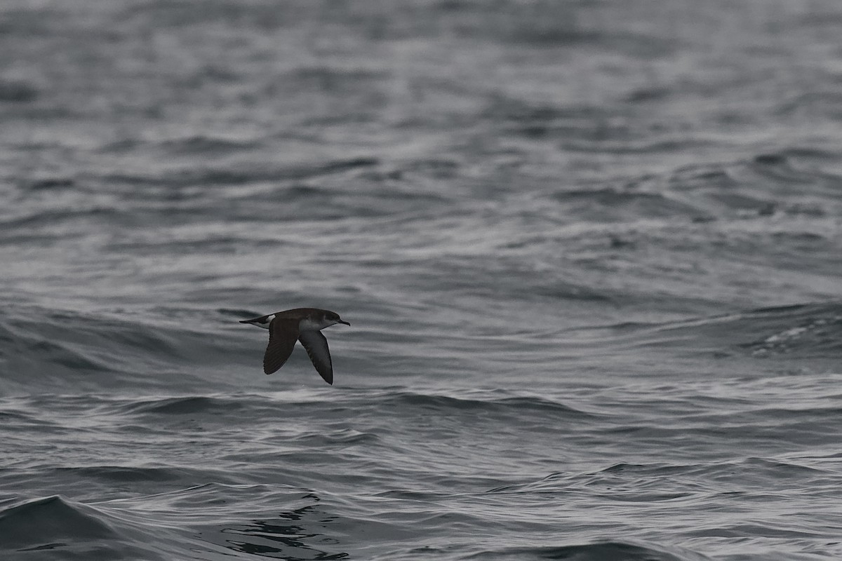 Manx Shearwater - ML651543343