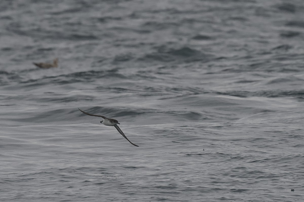 Manx Shearwater - ML651543344