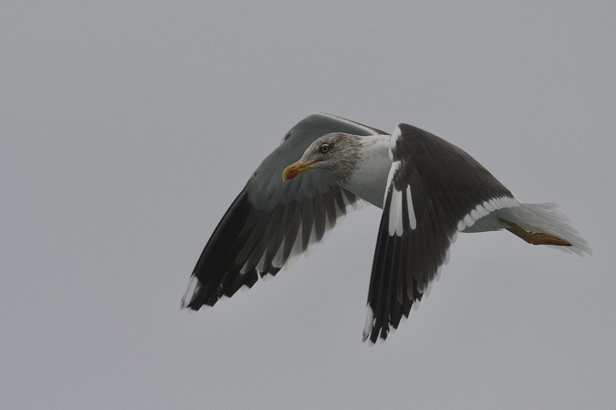 Lesser Black-backed Gull - ML651543395