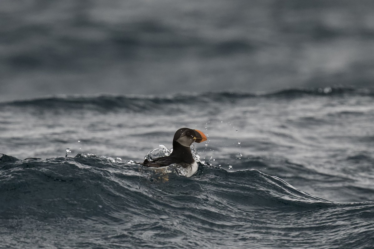 Atlantic Puffin - ML651543543