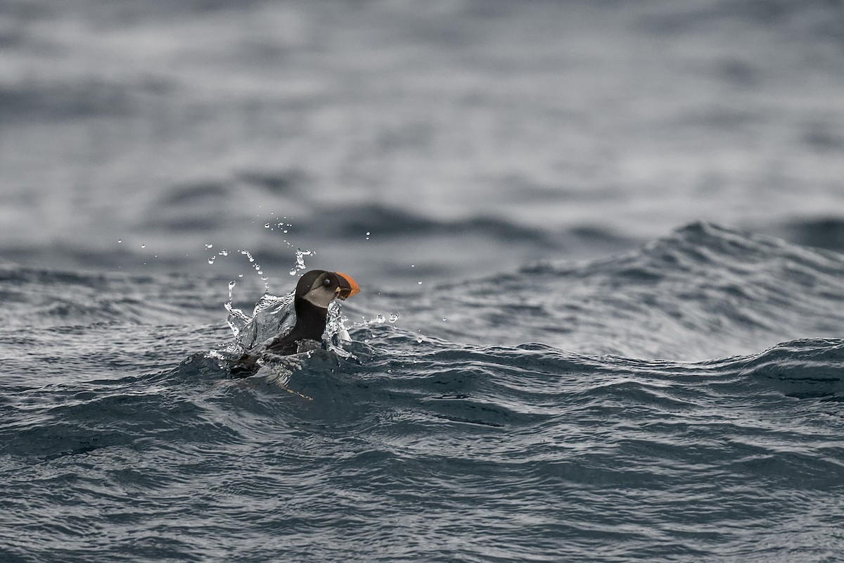 Atlantic Puffin - ML651543545