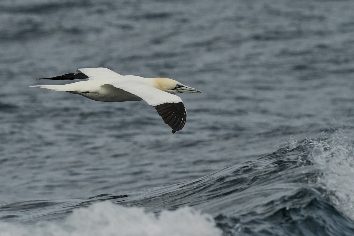 Northern Gannet - ML651543576