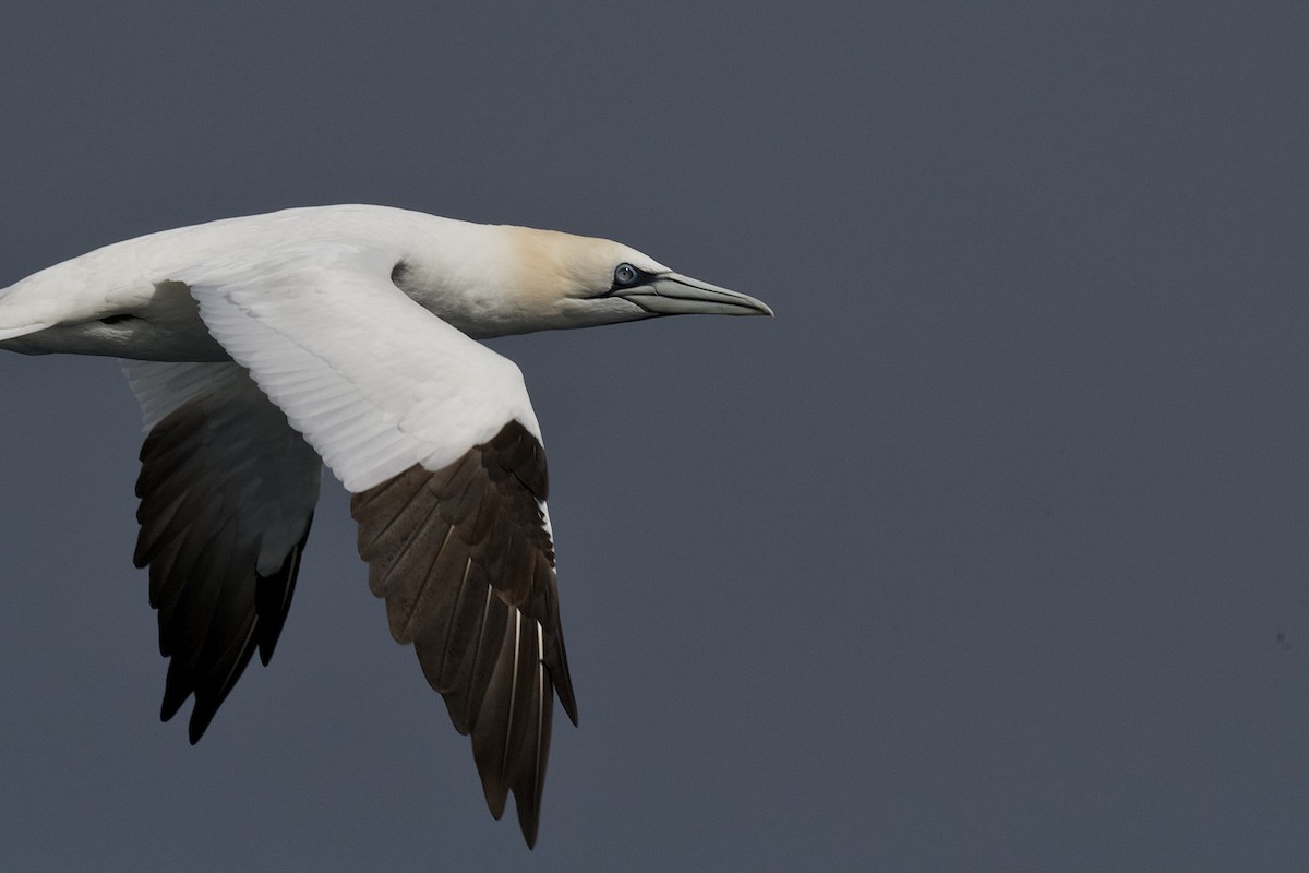 Northern Gannet - ML651543577