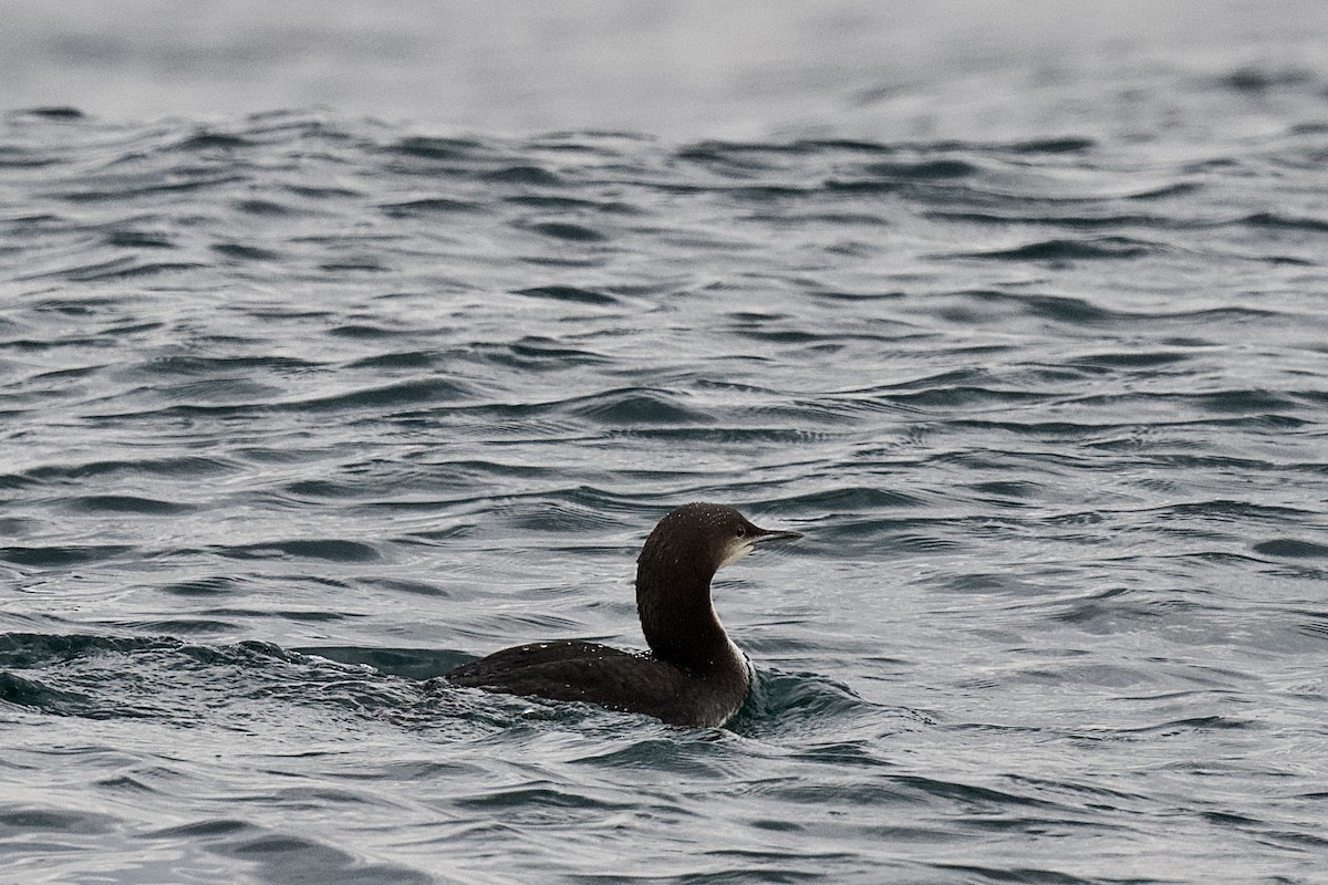 Pacific Loon - ML651543619