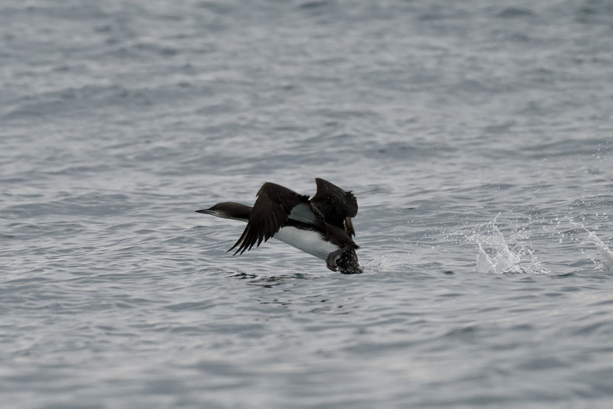 Pacific Loon - ML651543620