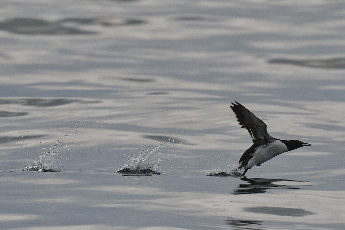 Common Murre - ML651543629