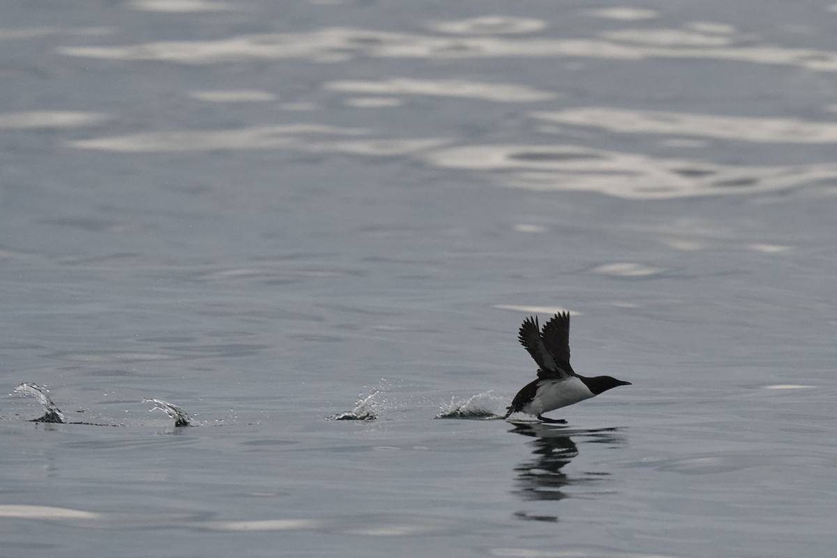 Common Murre - ML651543630