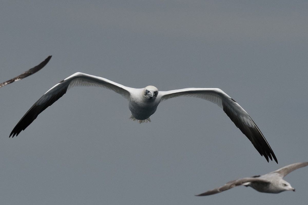 Northern Gannet - ML651543635