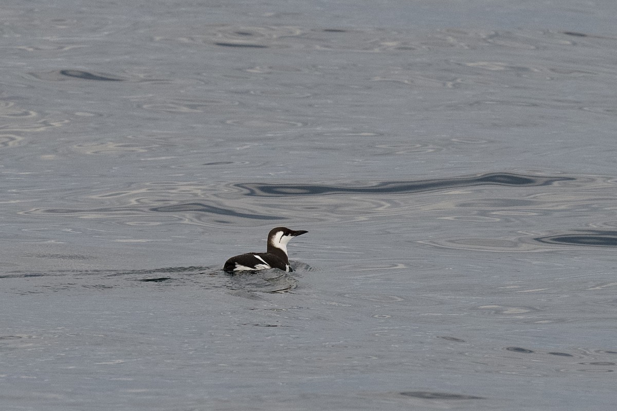 Common Murre - ML651543718