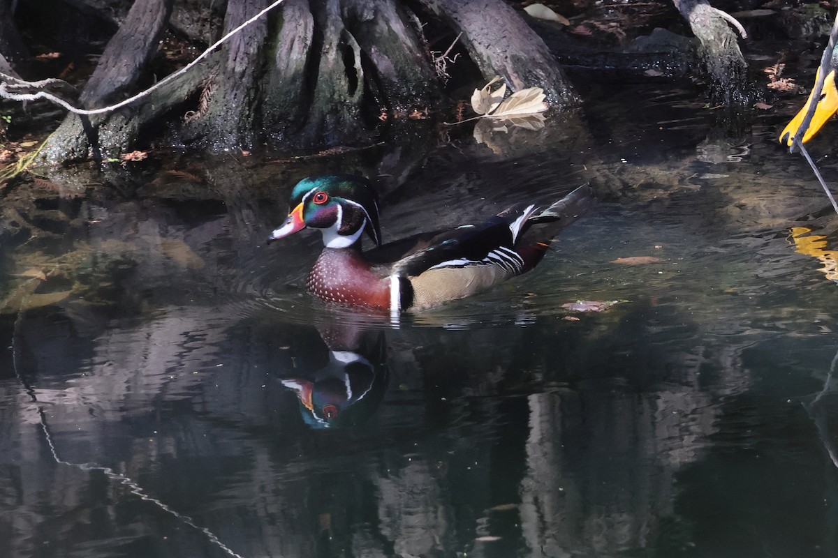 Каролинская утка - ML651544663