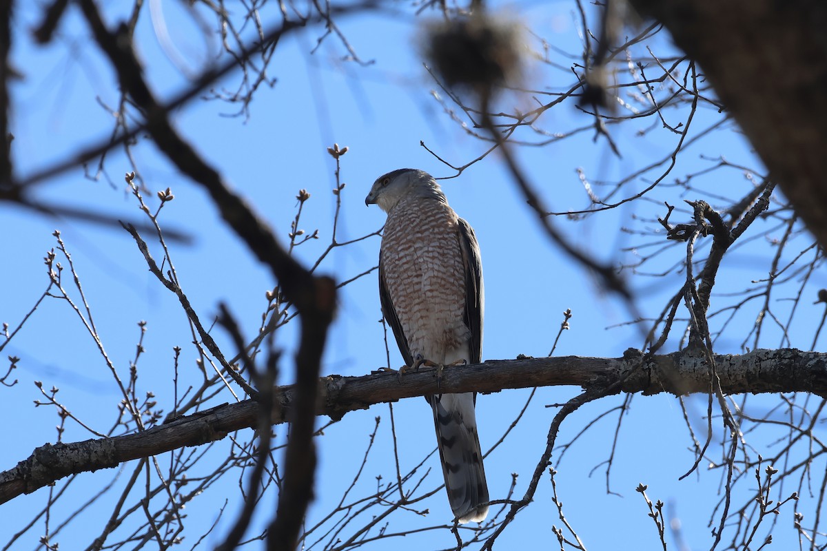 Куперов ястреб - ML651544669