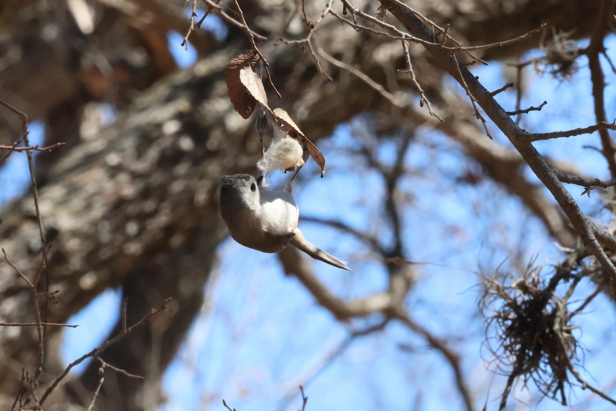 Чернохохлая гренадерка - ML651544681