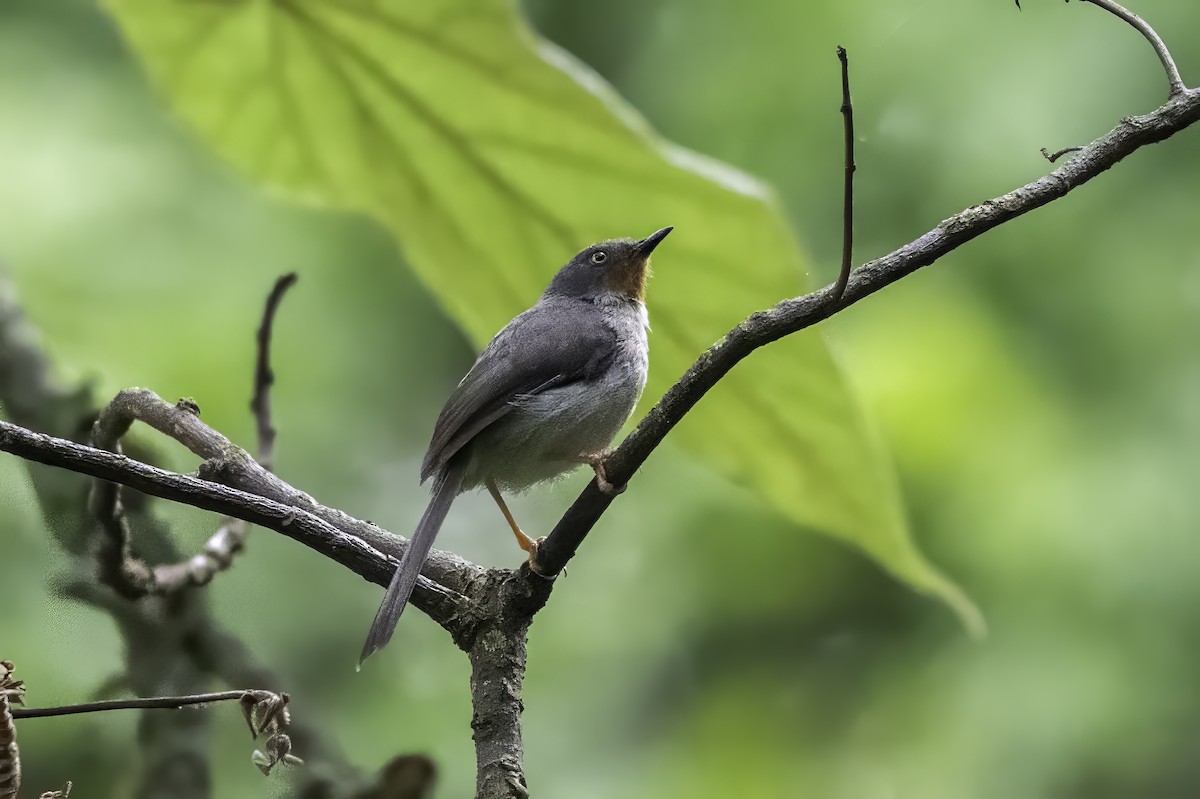 Chestnut-throated Apalis - ML651545042