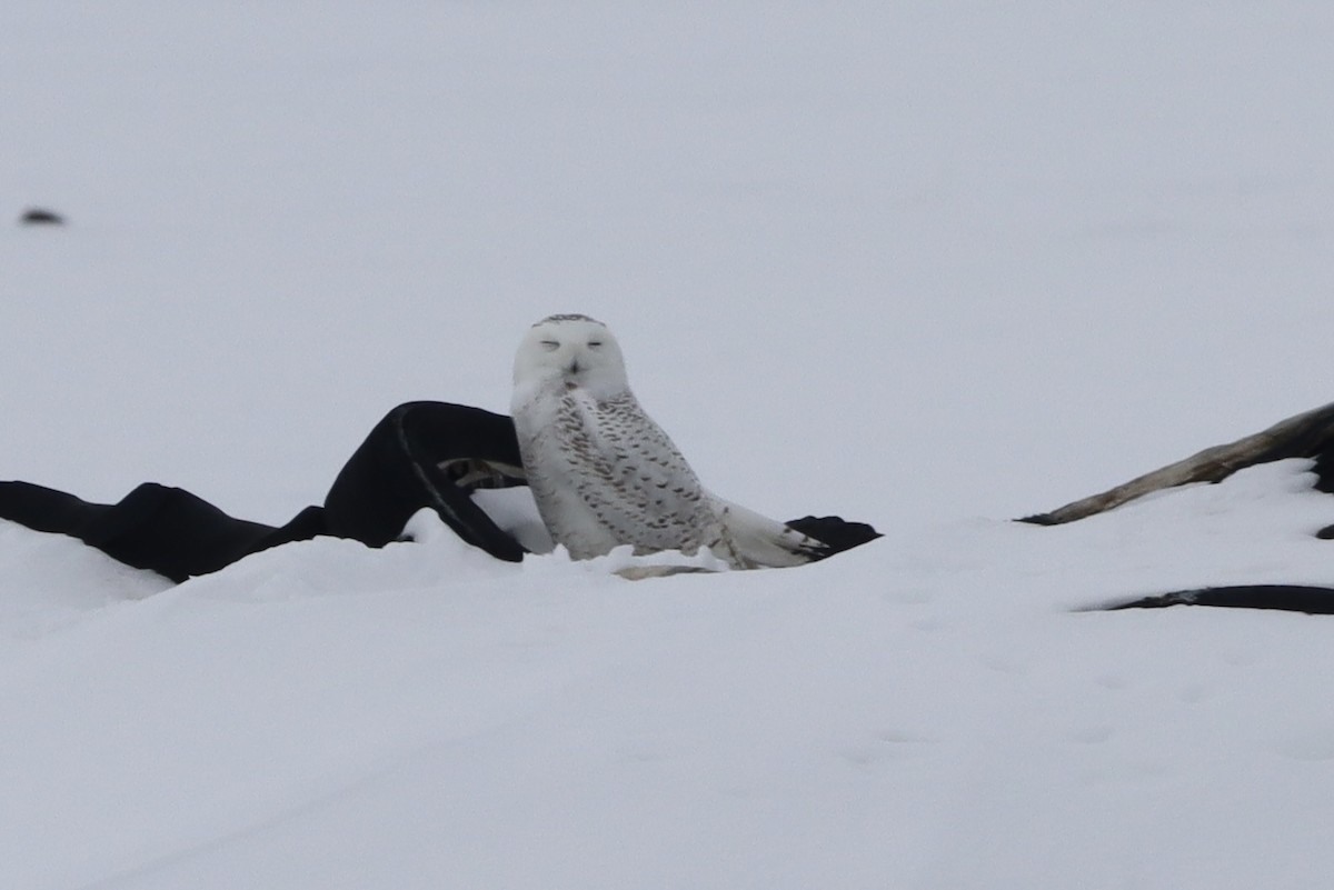 Snowy Owl - ML651545325