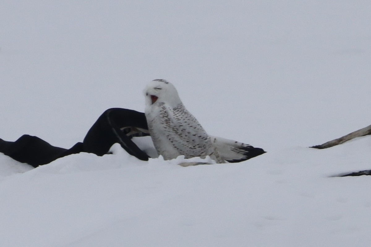 Snowy Owl - ML651545371