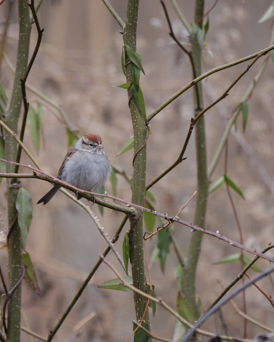 Field Sparrow - ML651545923
