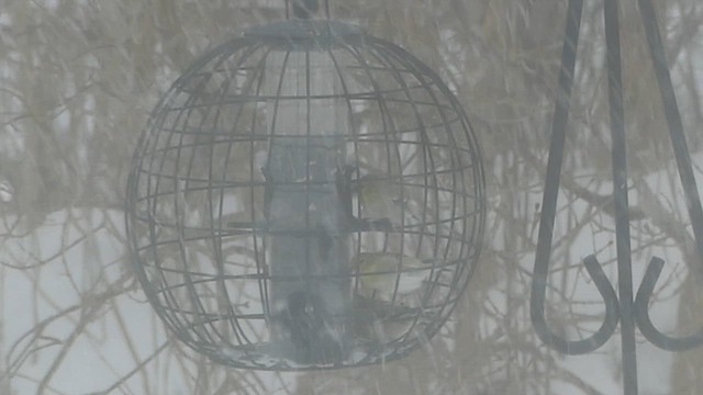 čížek žlutý - ML651546073