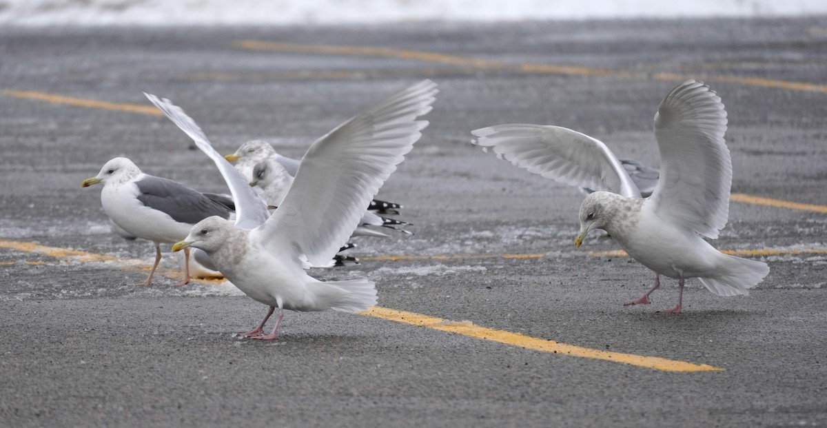 Iceland Gull - ML651546261