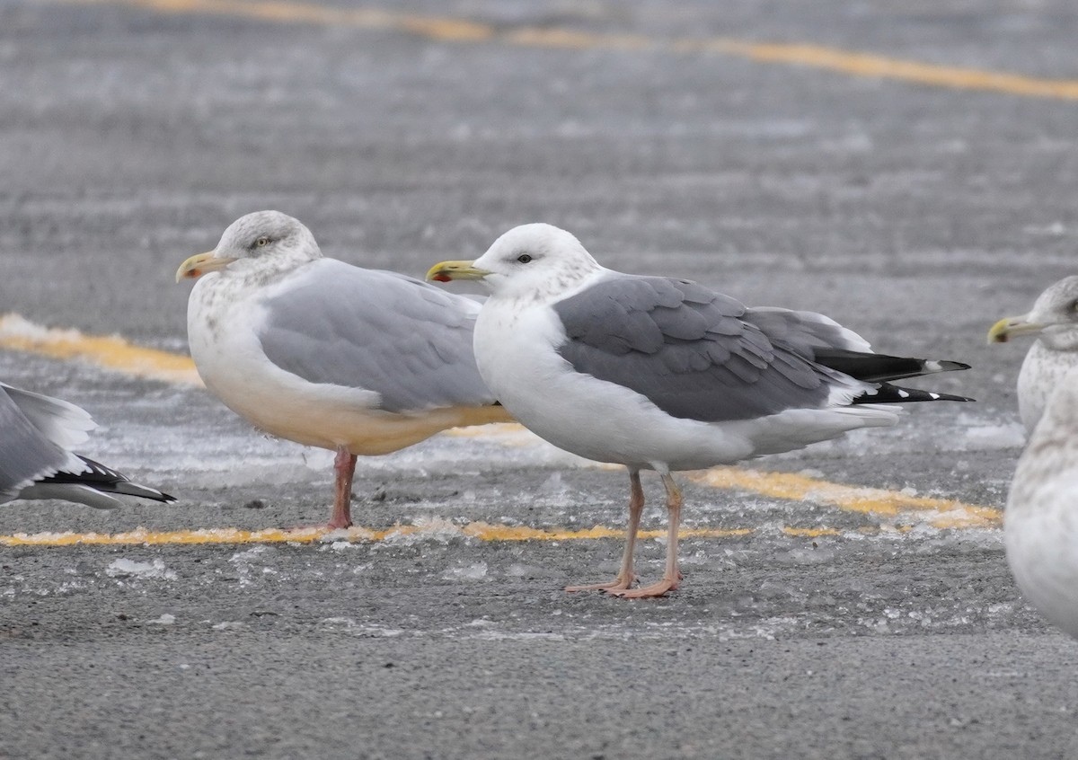 Lesser Black-backed Gull (taimyrensis) - ML651546275