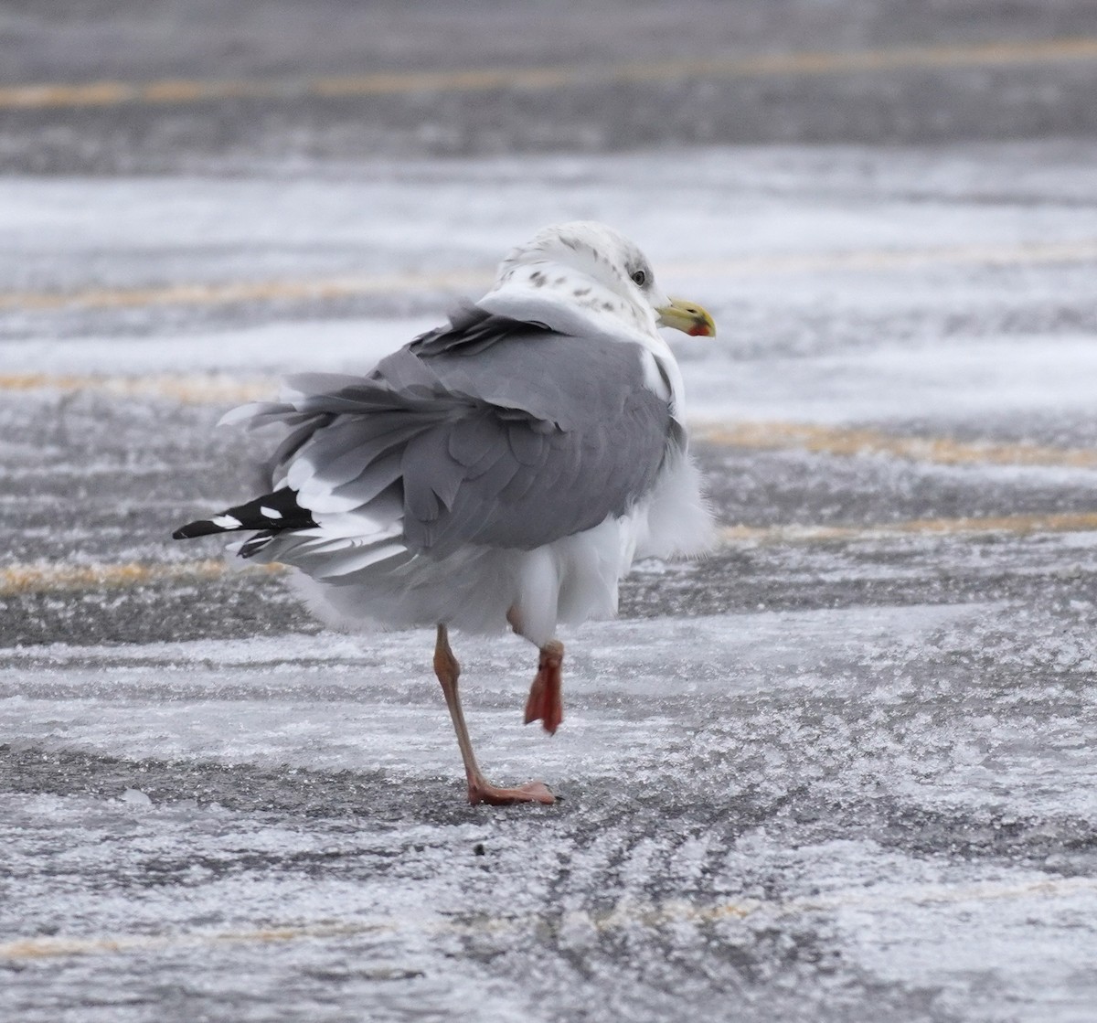 Lesser Black-backed Gull (taimyrensis) - ML651546289