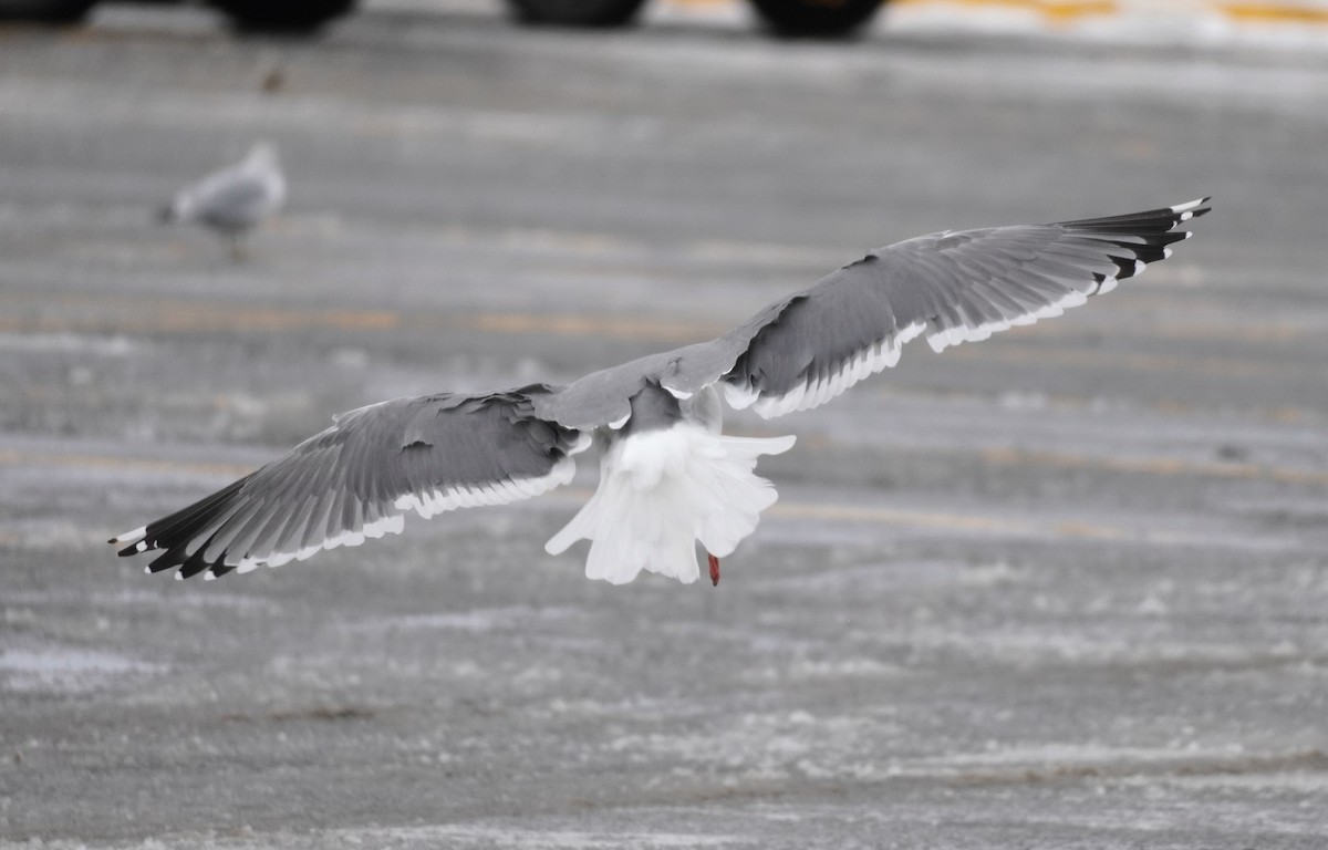 Lesser Black-backed Gull (taimyrensis) - ML651546310