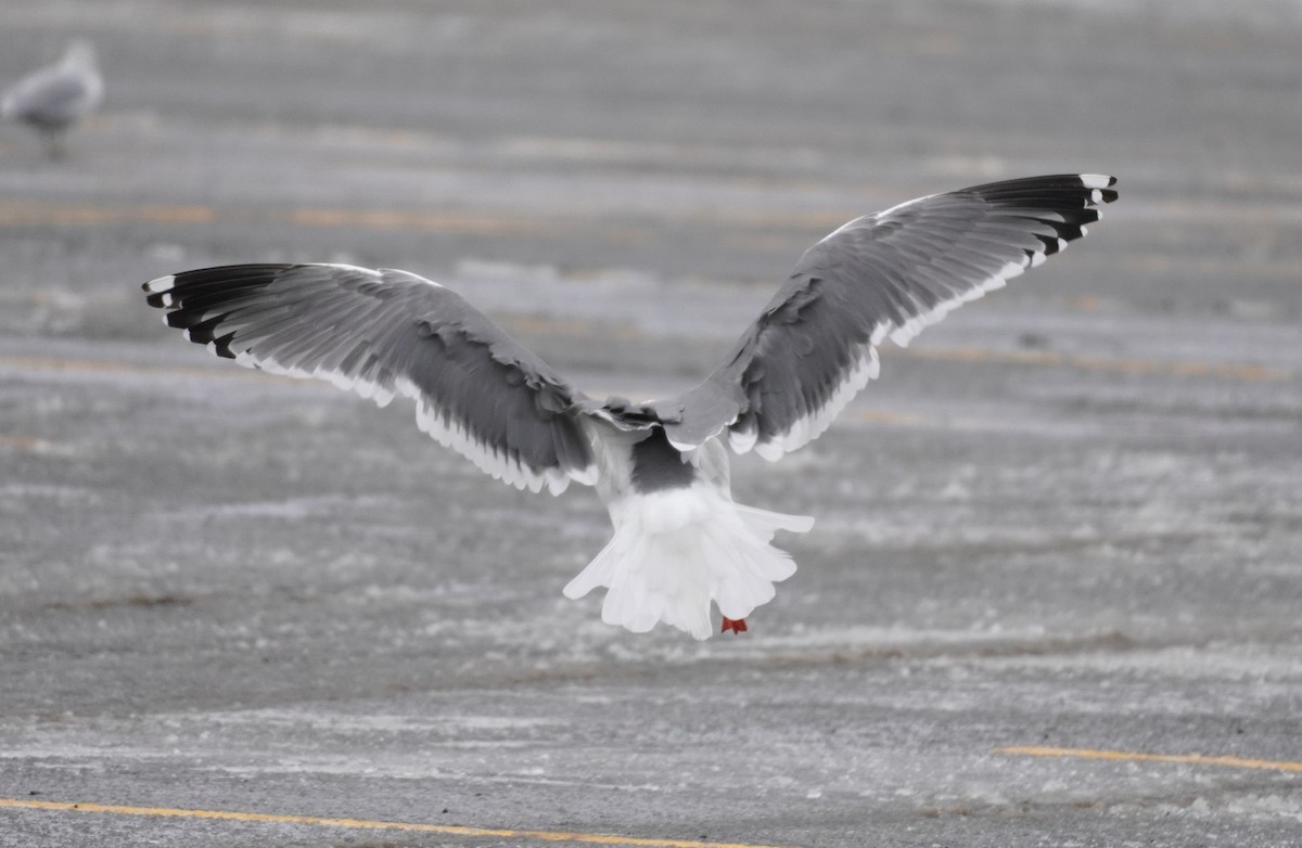Lesser Black-backed Gull (taimyrensis) - ML651546311