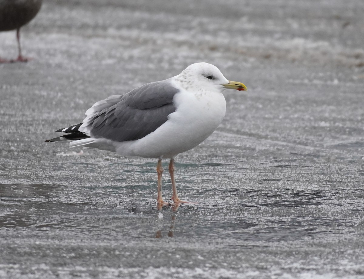 Lesser Black-backed Gull (taimyrensis) - ML651546320