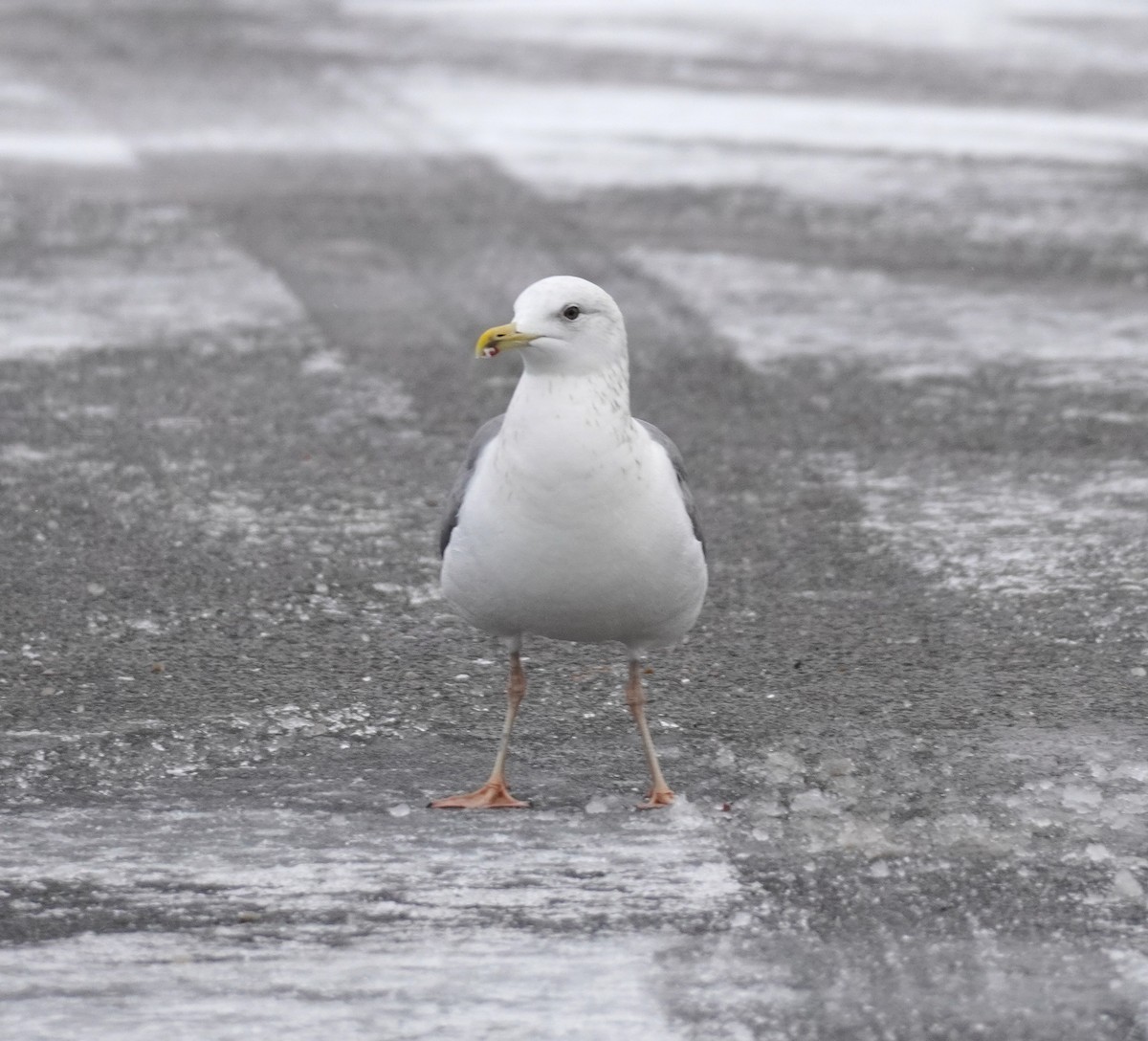 Lesser Black-backed Gull (taimyrensis) - ML651546335