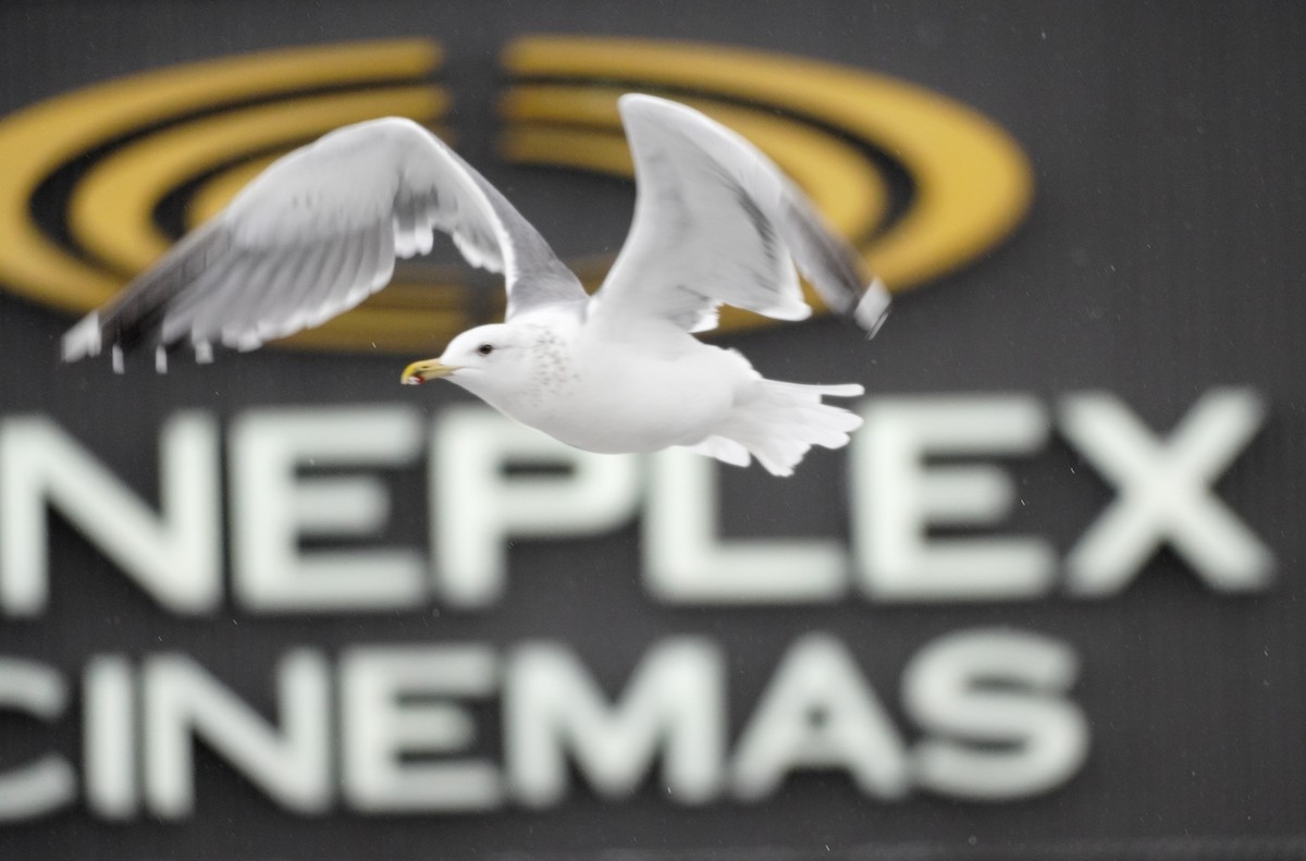 Lesser Black-backed Gull (taimyrensis) - ML651546336