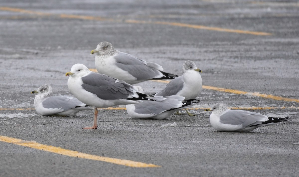 Lesser Black-backed Gull (taimyrensis) - ML651546359