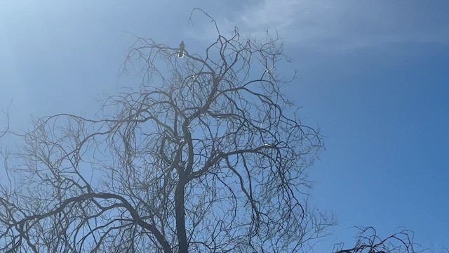 Northern Mockingbird - ML651547001