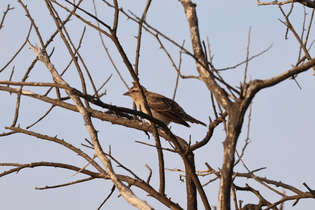 Moineau bridé - ML651547477
