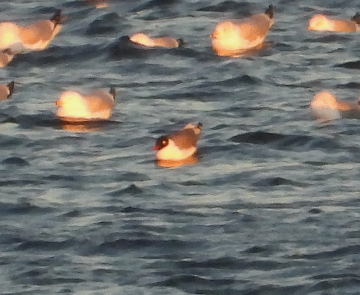 שחף אפור-זנב - ML651547841