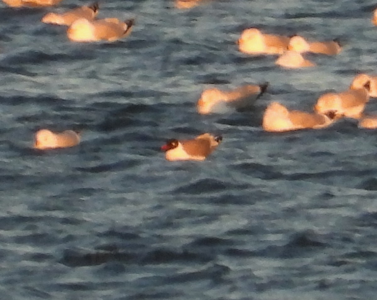 שחף אפור-זנב - ML651547856