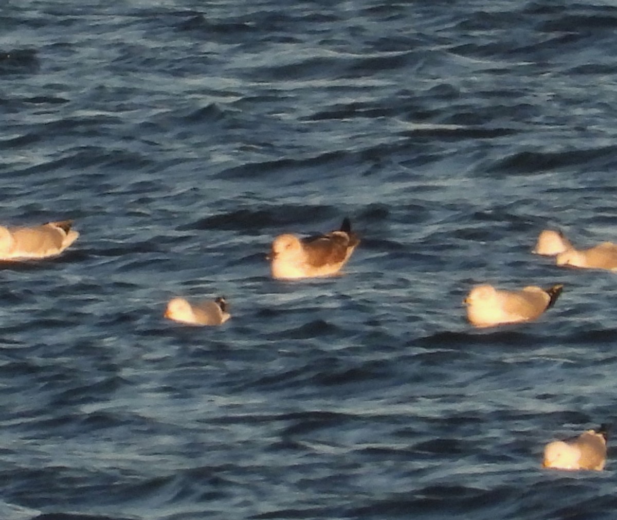 שחף שחור - ML651547892