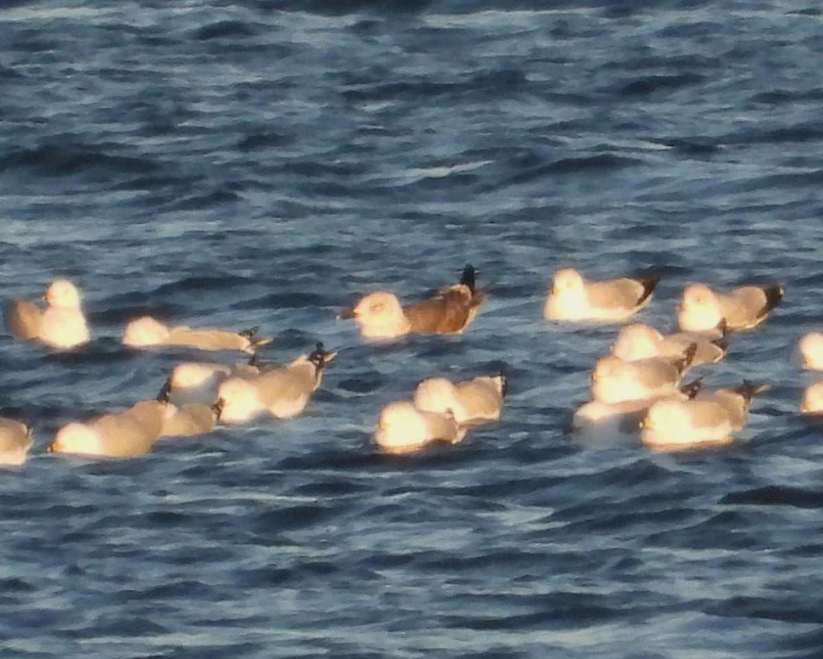 שחף שחור - ML651547914