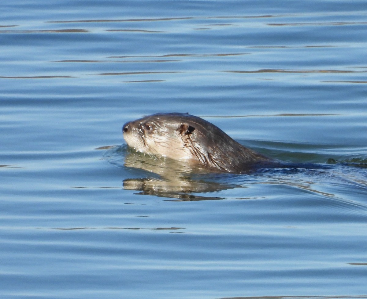 לוטרה צפון-אמריקנית - ML651548047
