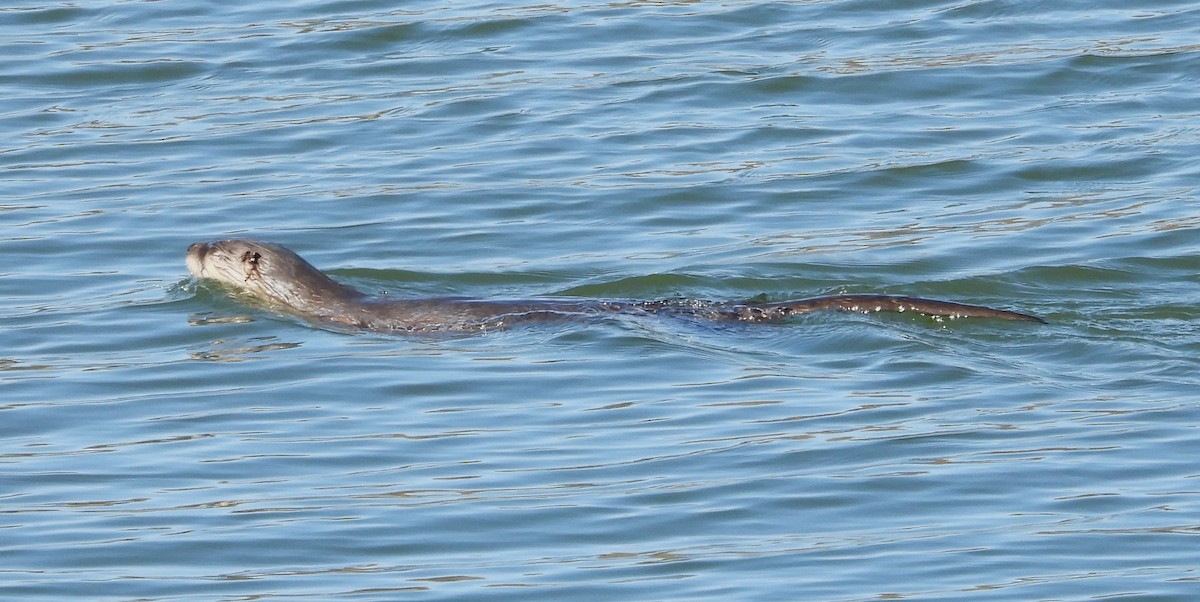 North American River Otter - ML651548062