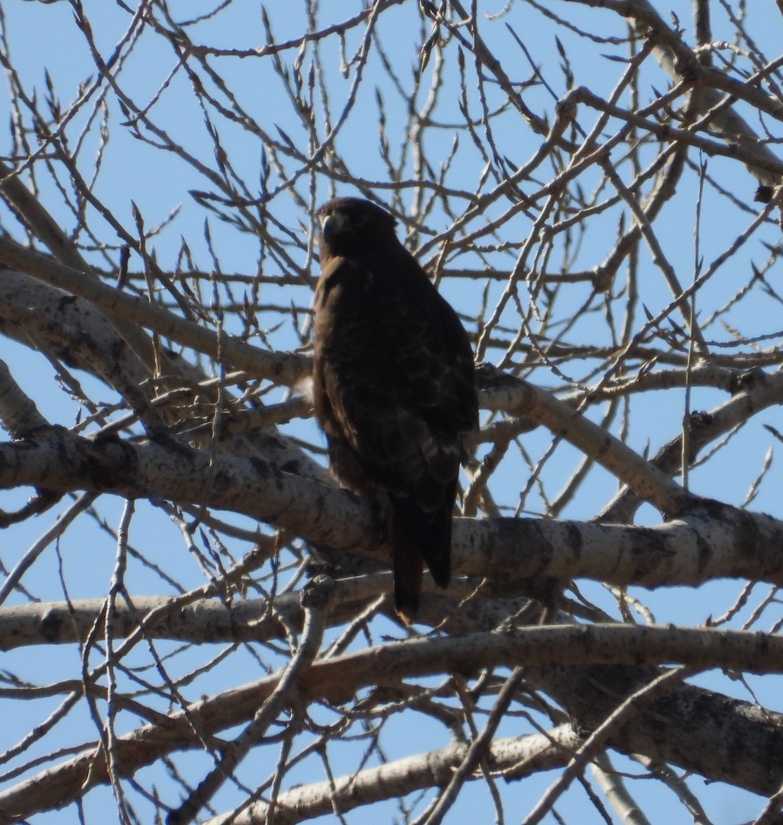 Red-tailed Hawk (calurus/alascensis) - ML651548415