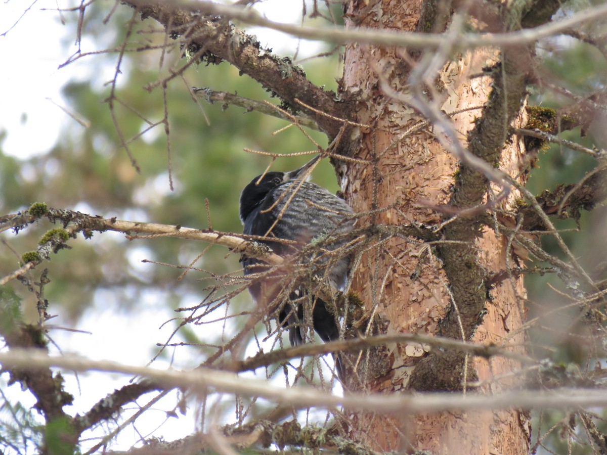 Black-backed Woodpecker - ML651548847