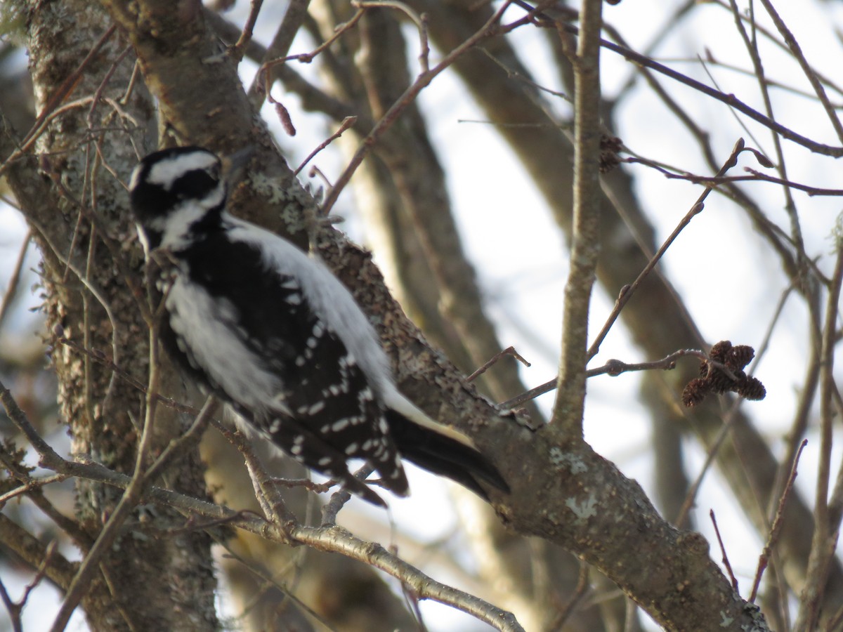 Hairy Woodpecker - ML651549066