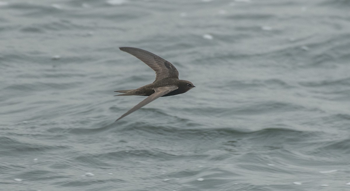 tårnseiler - ML651549901